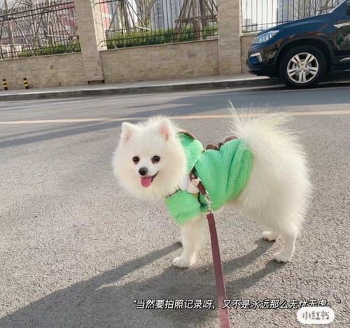 當(dāng)狗狗穿上女仆裝 萌寵時(shí)尚新體驗(yàn)